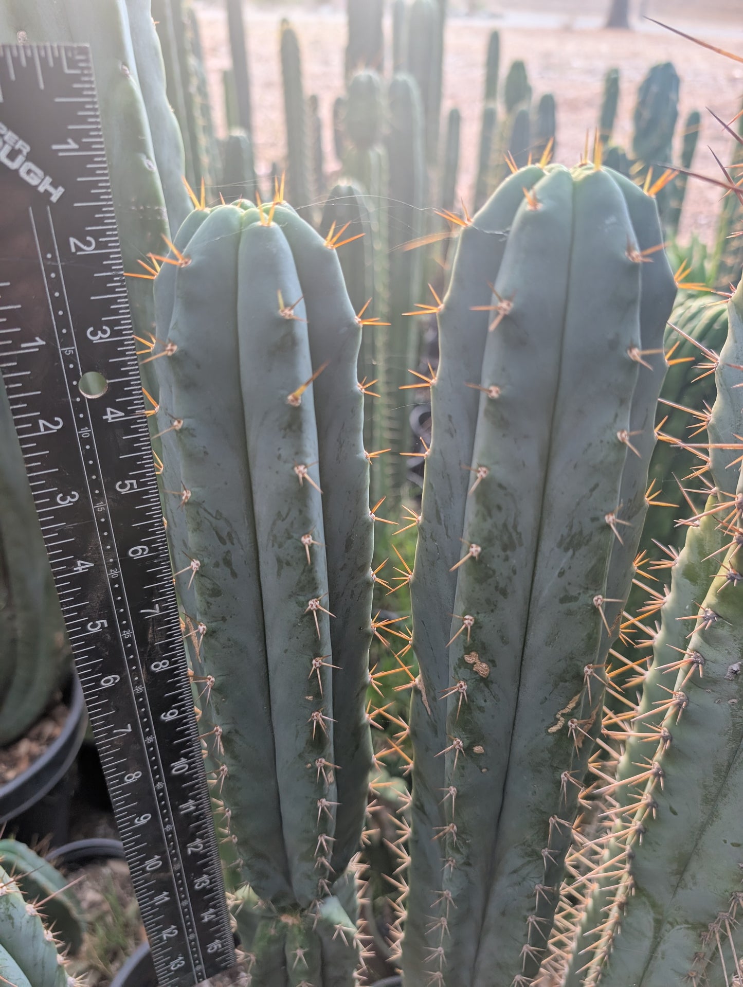 Lumberjack x Huarazensis