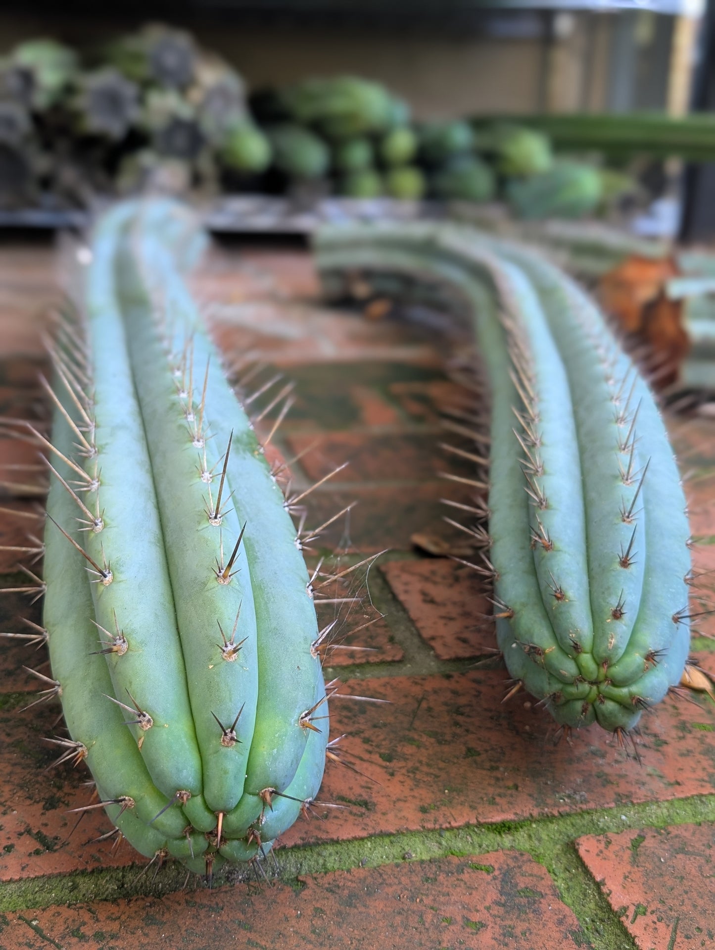 Old Growth Peruvianus Boxes