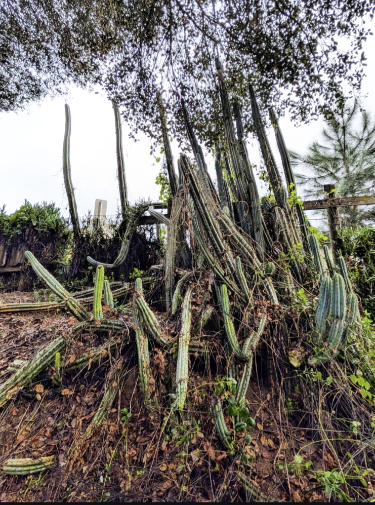 Old Growth Peruvianus Boxes