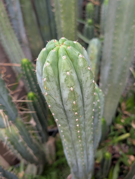 Super Silver Pachanoi