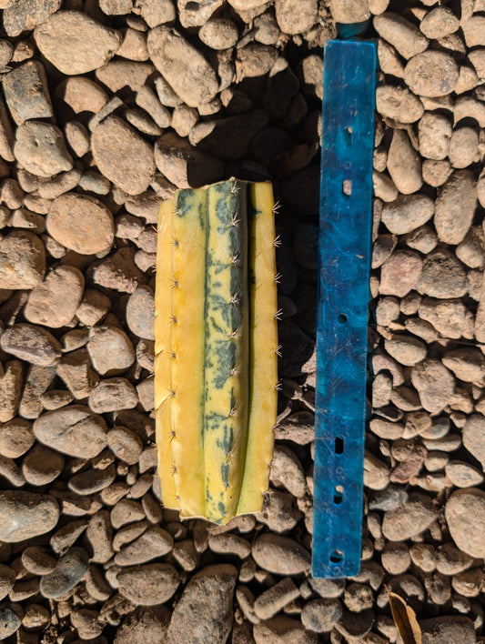 CCVP Collectors Corner Variegated Peruvianus