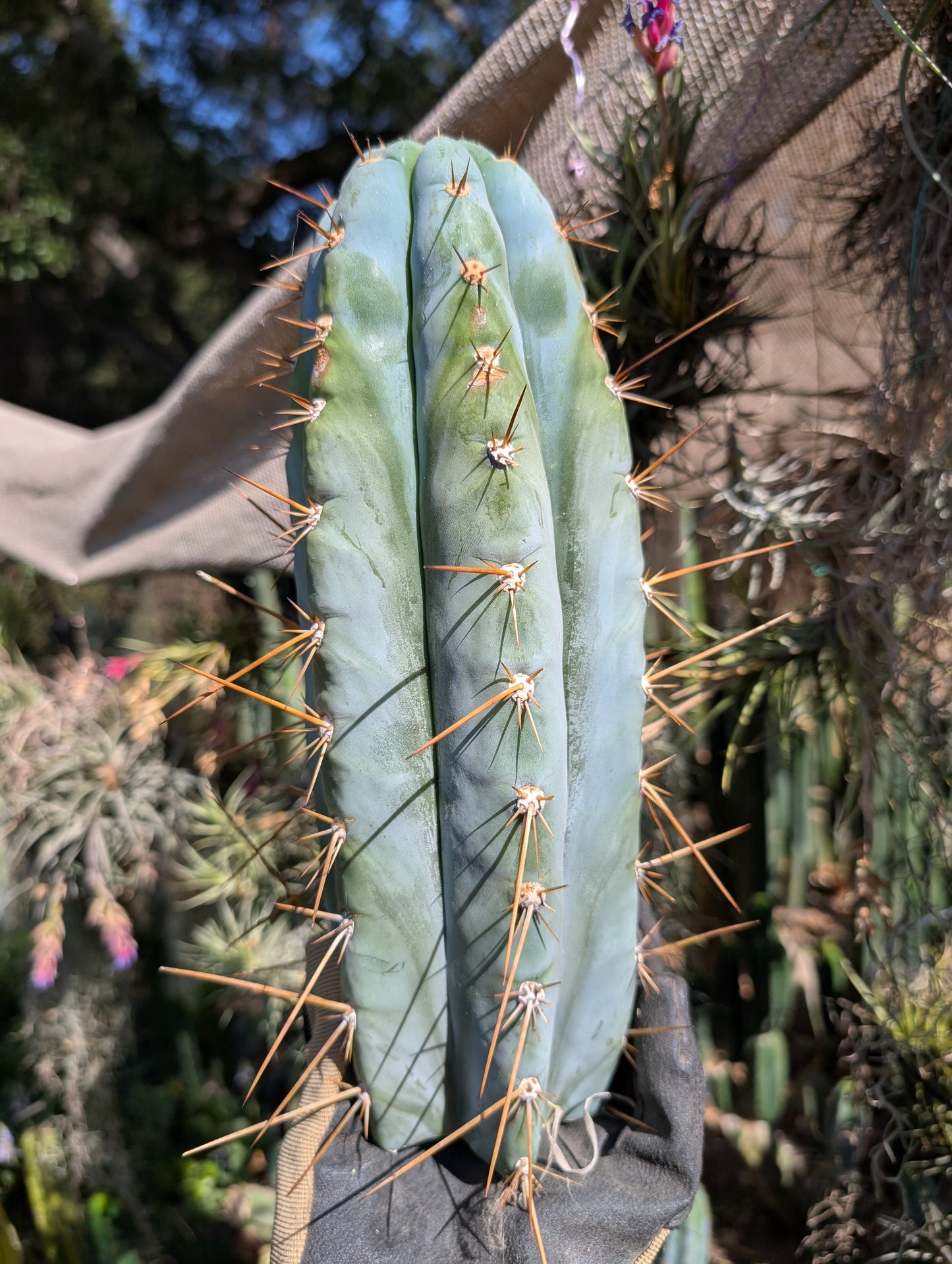Icaro DNA
