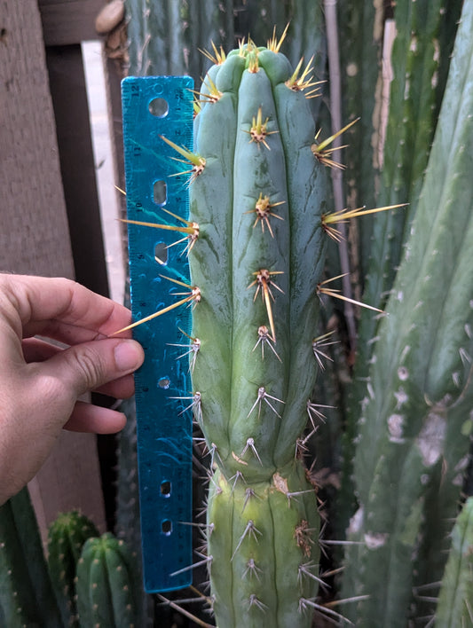 Trichocereus "Puquensis"
