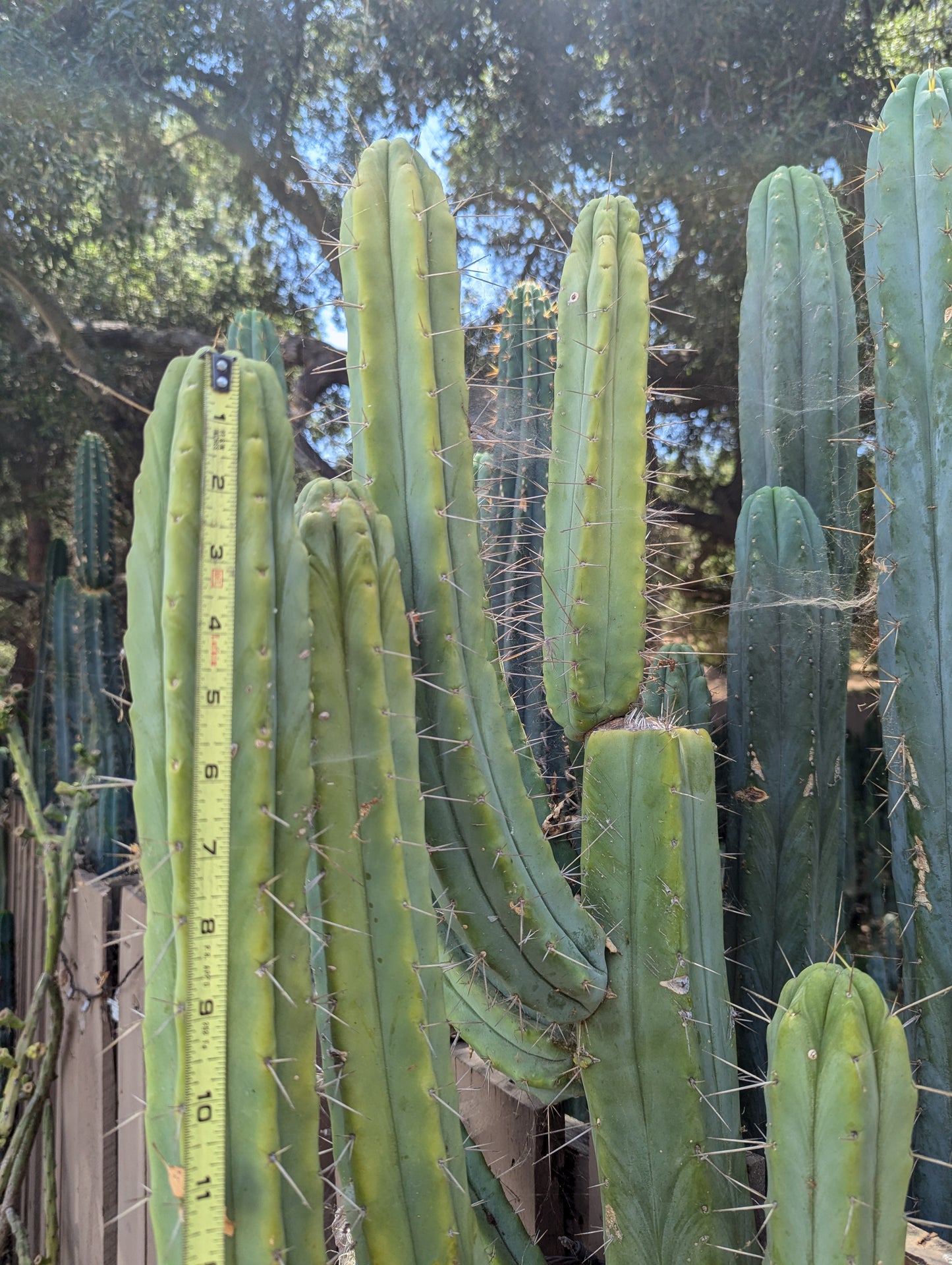 Crisp Bridgesii