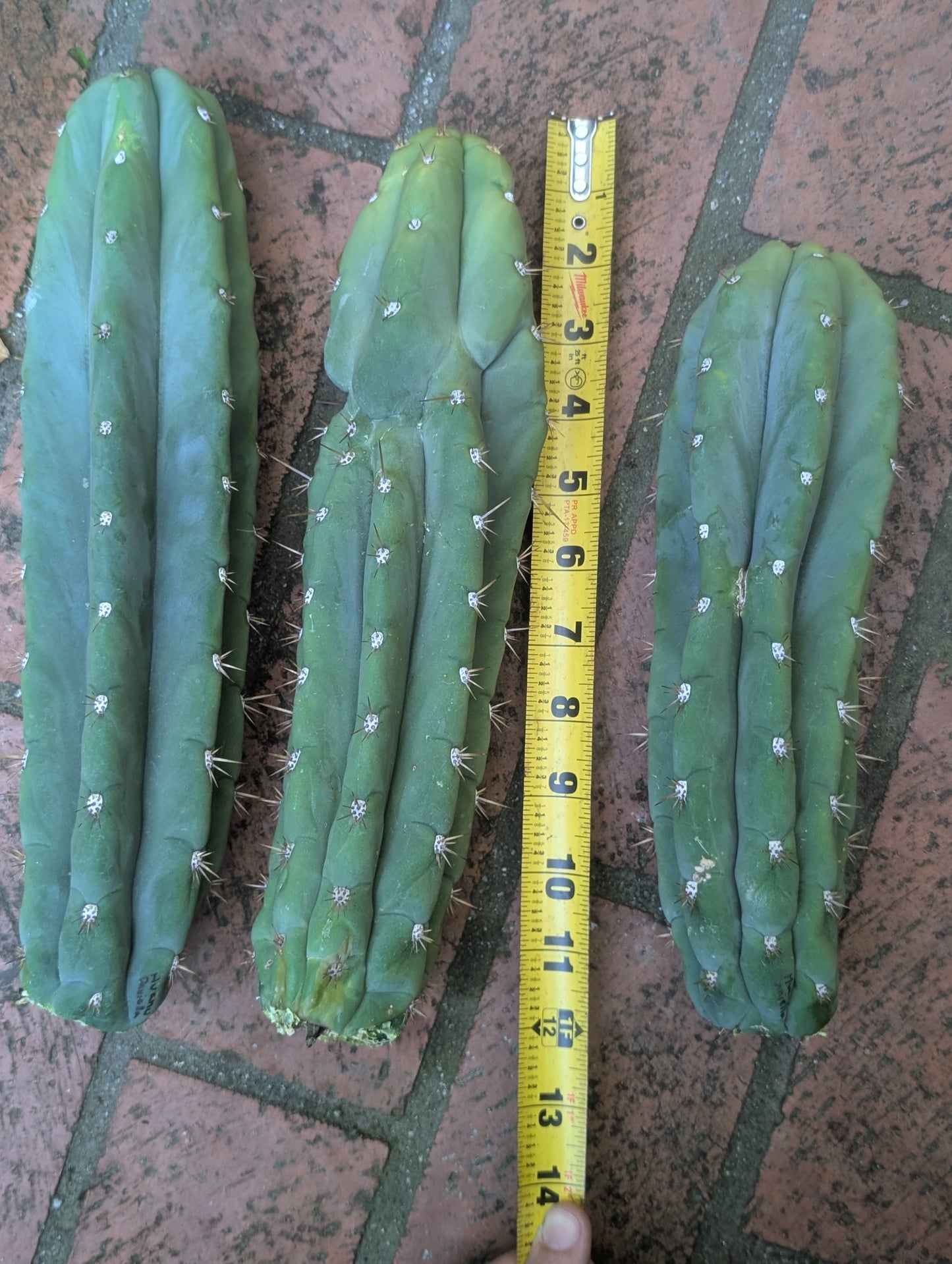 Daniella "Huanucoensis"