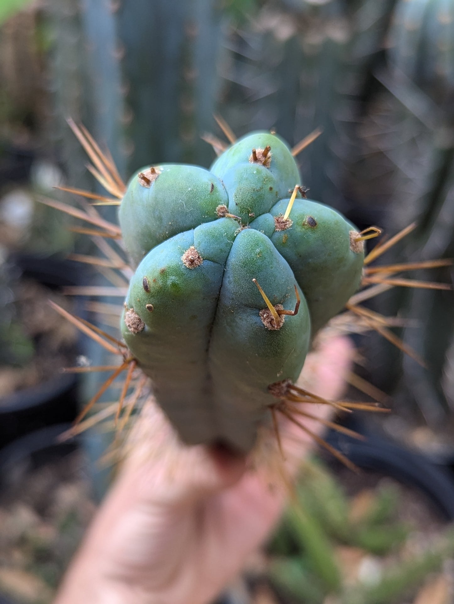 Chills on Wheels Bridgesii