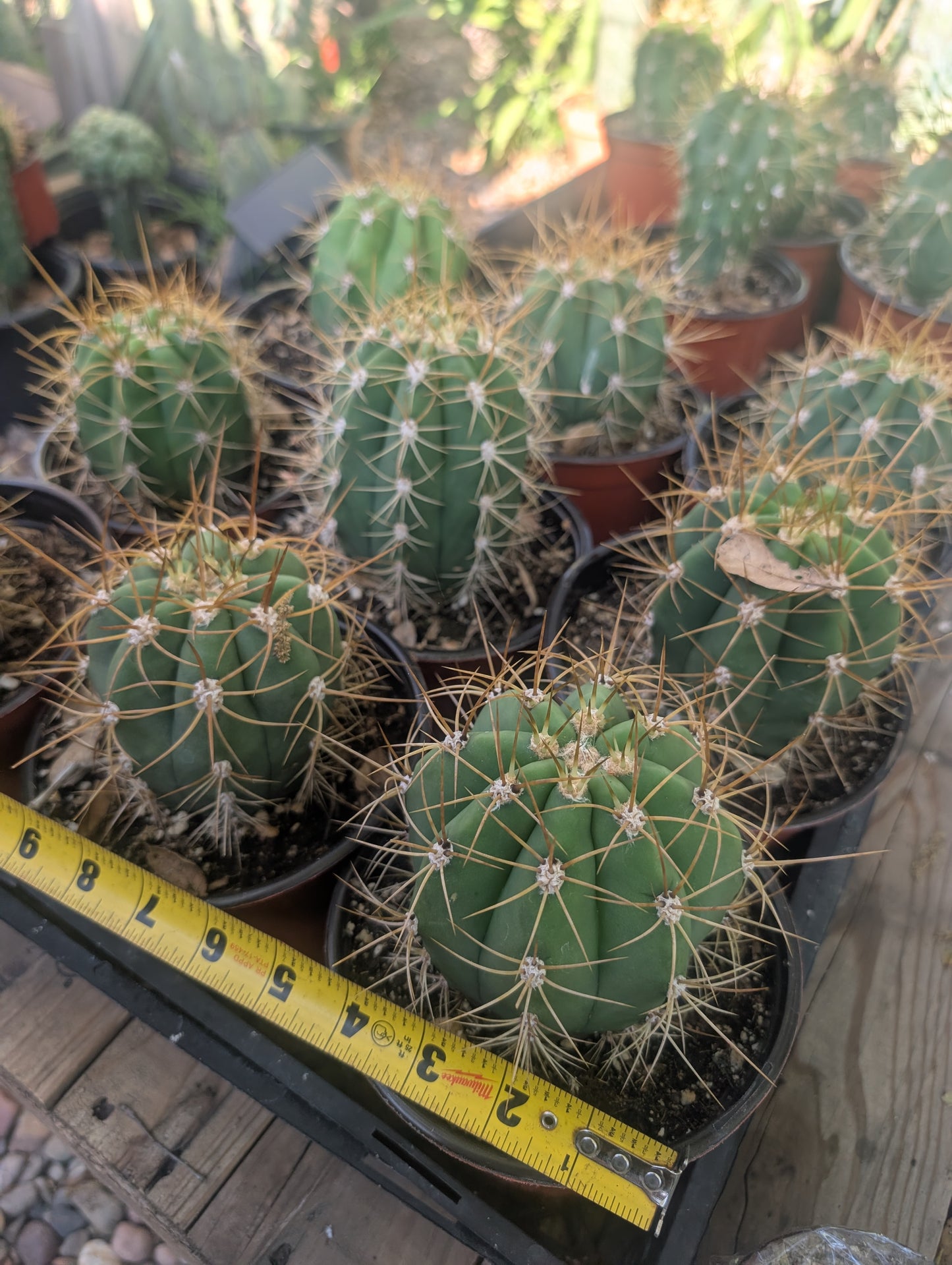 Trichocereus Terscheckii