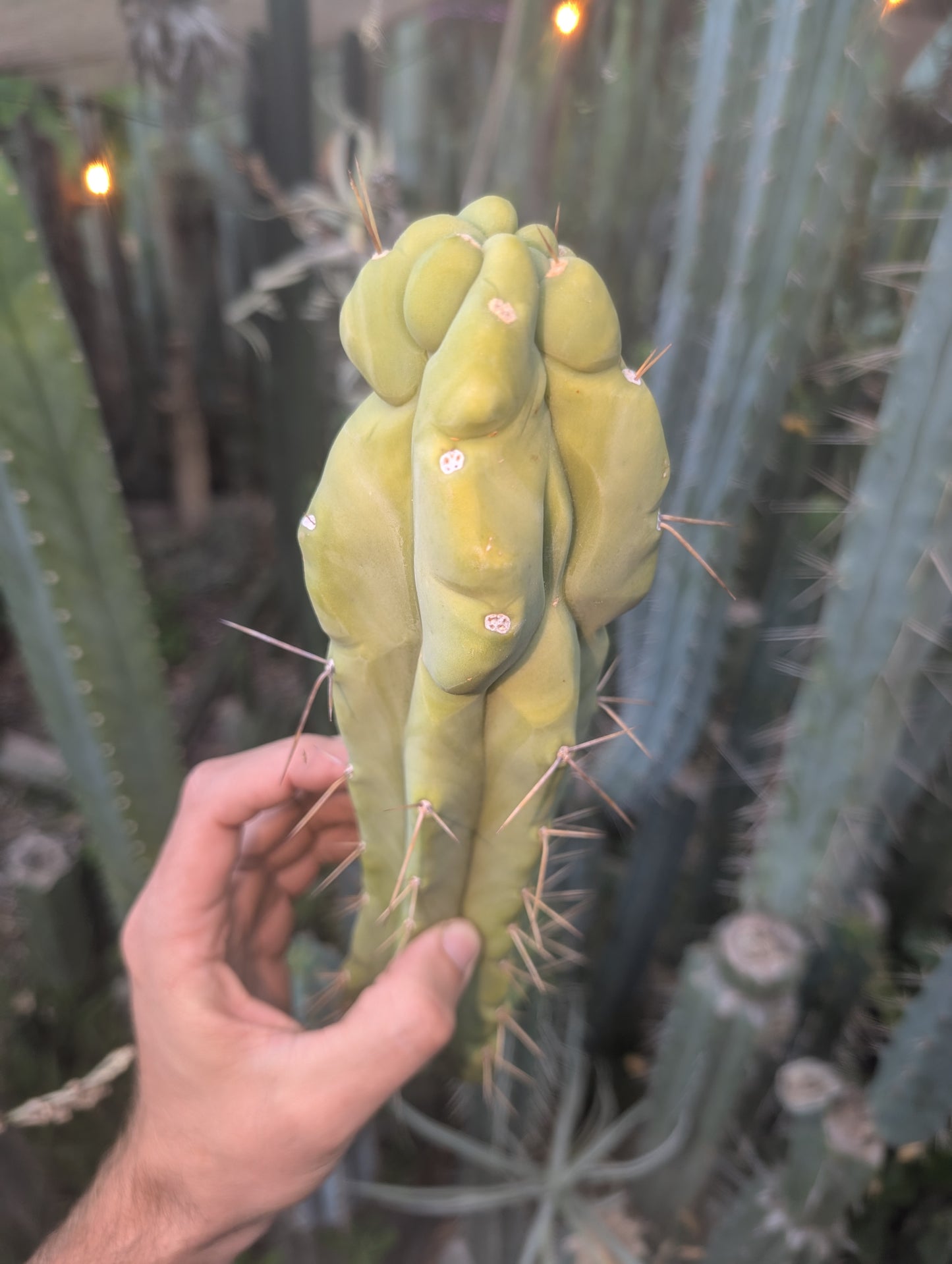 Bert aka Cucumber Melted Bridgesii 🇦🇺