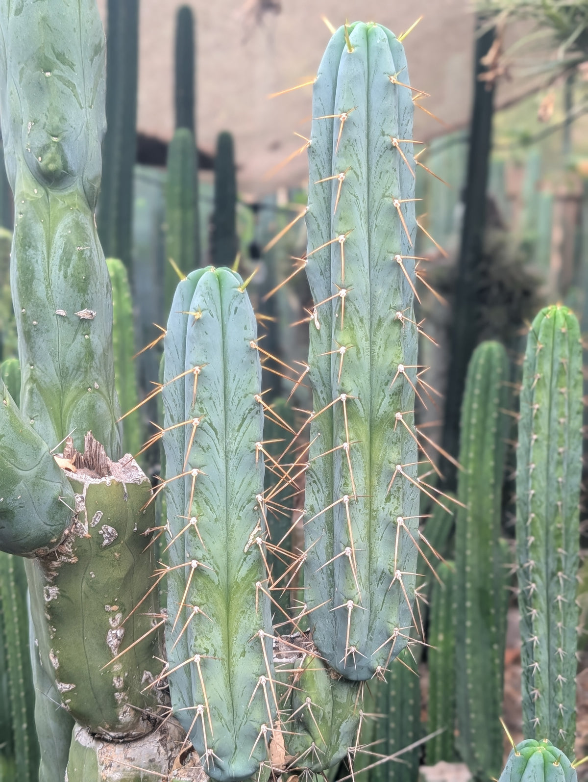 Psycho0 Bridgesii