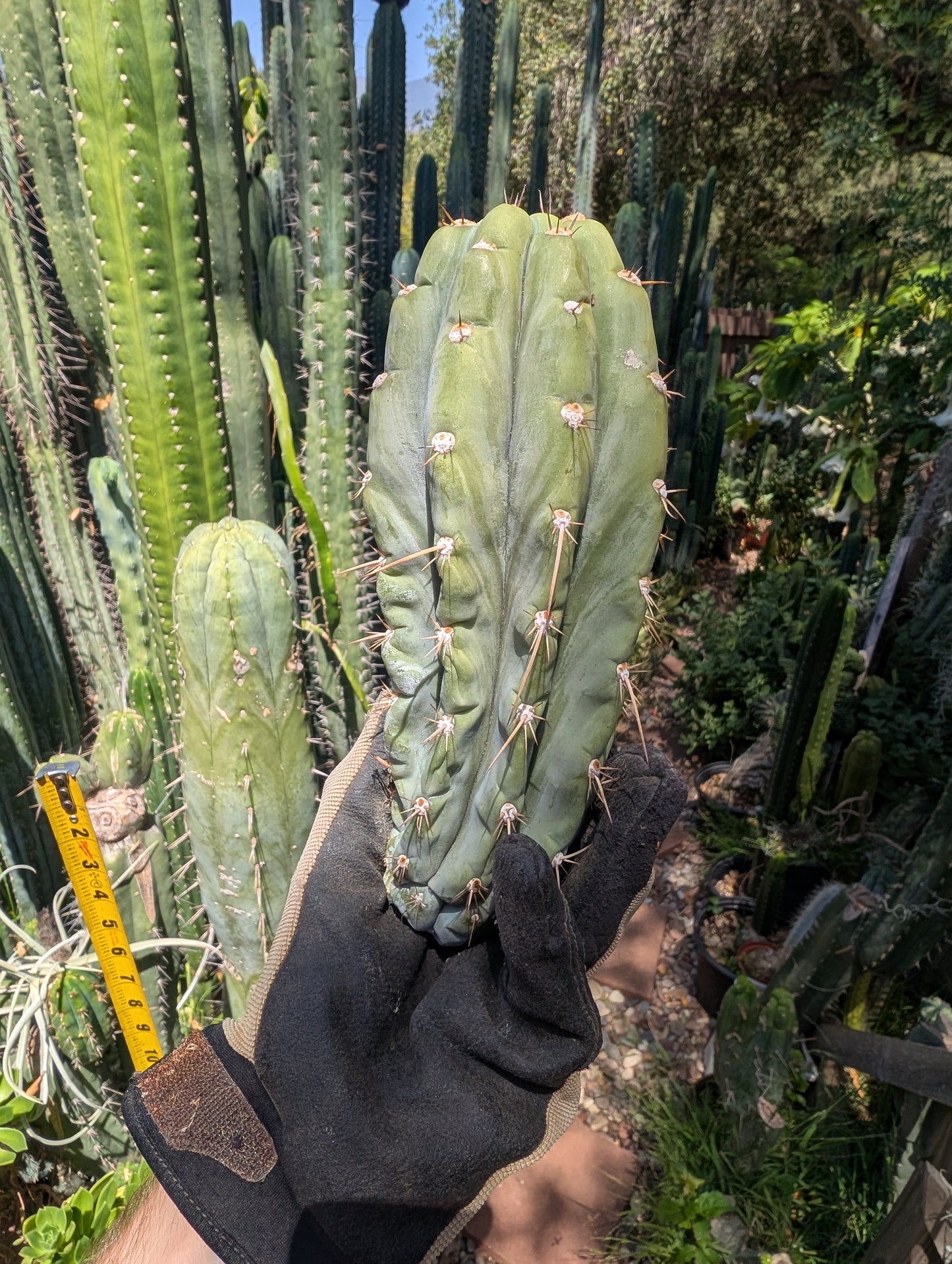 Dawson's Peru #1